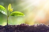 growing plant image
