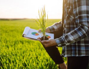 man in the field with plant in the hand