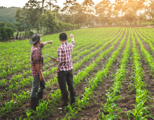 men in the field