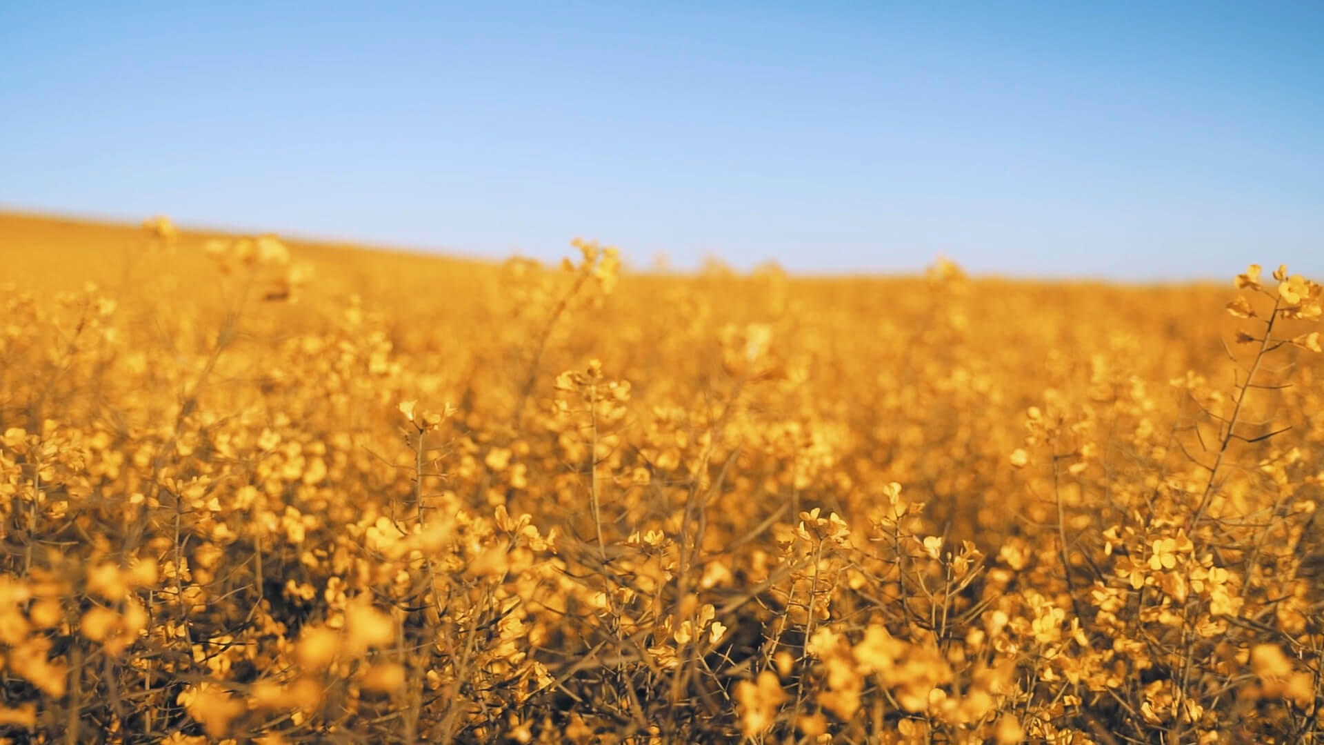 field with blue heaven