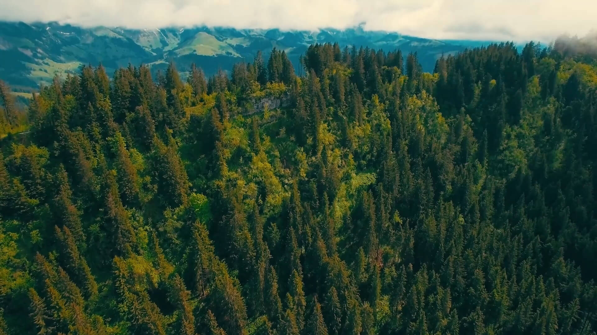 Forest on a hill