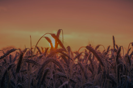 orange sunset straw field
