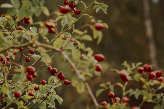 Picture of a plant