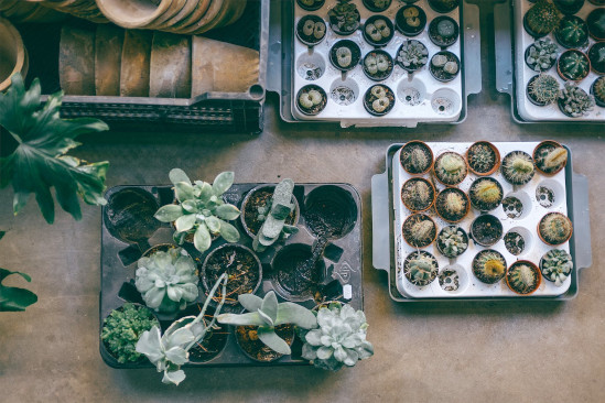 Picture of several repotted plants